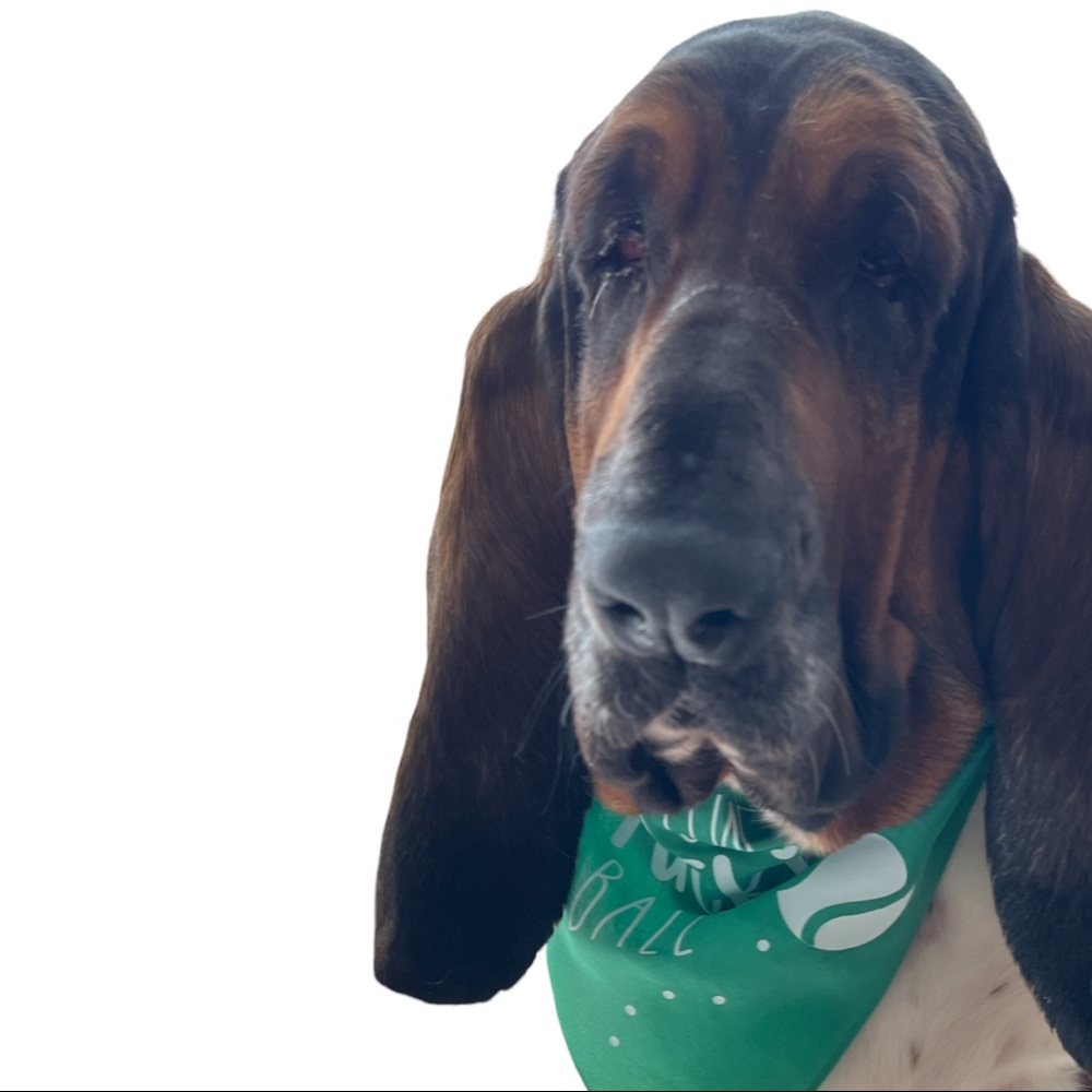 Dog Bandana